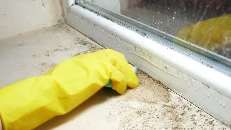 Mold Odor Removal Services in Edinboro, PA